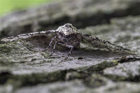 peppered moth ask a biologist.